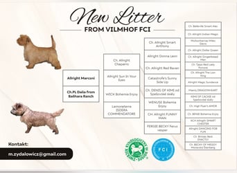 Norfolk Terrier Welpen aus der Zucht VILMHOF FCI