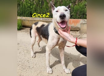 Circe2 06/2022 (ESP) - verschmuste und soziale, wunderschöne Podenco-Bodeguero Mix Hündin!