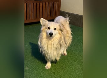 Joey, freundlicher aufgeschlossener Corgi Mischling geb. 2022