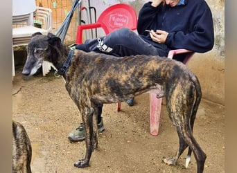 Hamu, RESERVIERT Galgo Rüde mit ruhigem zugewandten Gemüt