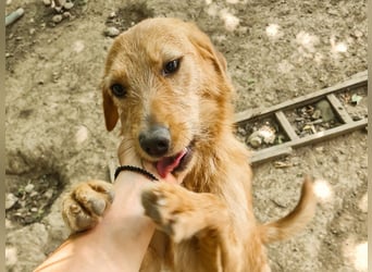 Charmanter Traumbub OLIVER sucht sein Für-Immer-Zuhause