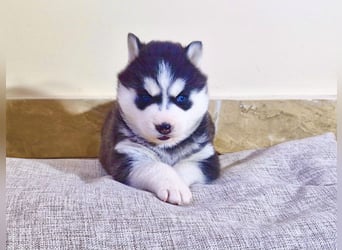 FCI Pedigree Blue Eyed Black & White Siberian Husky Champion Puppy