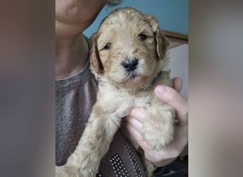 Labradoodlewelpen Rüden ab Mai abgabebereit