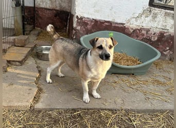 Izisz, geb. 05.01.2023, 42 cm, sucht ihre Familie