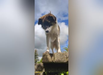 Polly - faszinierender Hund mit vielen Facetten
