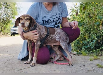 Patty - Herzensgute Jagdhunddame sucht ihr Für-immer-Zuhause