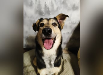Familienhund Vorshun sucht ein Zuhause