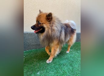 Bailey-SR, hübscher Kerl sucht ein Zuhause.
