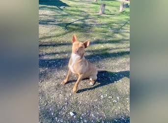 VIKI  ca. 1,5 J. hundeverträgl. Thai Rigdeback-Mix-Hündin sucht