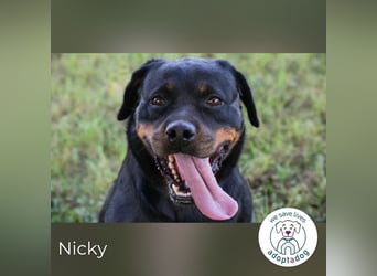Nicky – starke Hündin sucht Partner fürs Leben