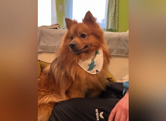 Toffi SR - freundlicher Charmeur sucht sein Zuhause