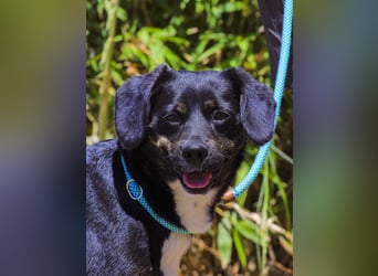 Joia, Mix Labrador / Appenzeller Sennenhund, lieb und sozial