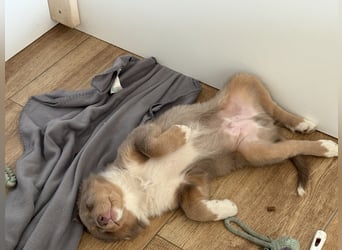 Loki der Kuschler