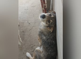SIMBA - Traumzuhause gesucht