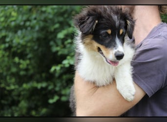 Australian Shepherd Hündin