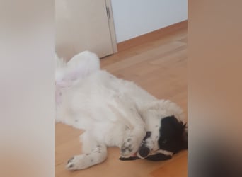 ❤️Wegen Allergie muß Marmo 1 J., kastr., 55 cm...ihre Familie verlassen!
