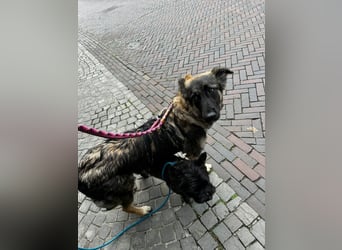 Neugierige Feli