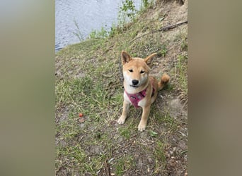 Shiba inu Welpen.   vom Haus Joe   ,Liebhaberzucht