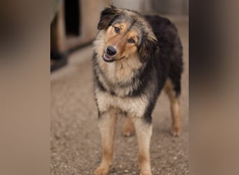 Zuckerschnute Savannah: ist reisefertig