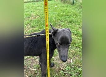 Nero, geboren 20.06.2024, 62cm sucht sein Zuhause