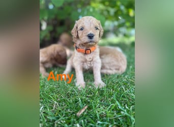 Aussiedoodle / Aussiepoo  F1b