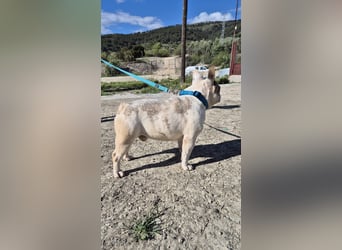 Sultan, unser Knutschgesicht