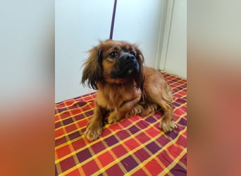 Cavalier King Charles Mischling Nr. 2L sucht eine Namenspatenschaft und seine Familie