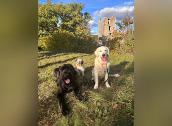 Golden Retriever Mädchen