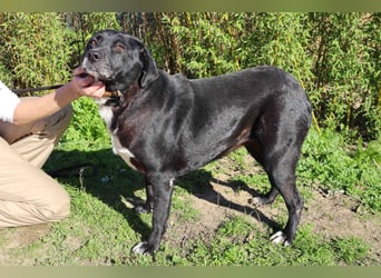 Josephine, Labrador-Mix, lieb und sozial