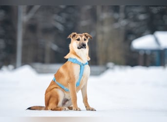 Freundlicher Tosha sucht seine warmes Körbchen
