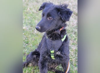 Schnuckelige DAYA hat das Potential zum Herzenshund