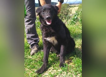 ALMA wurde im Stich gelassen