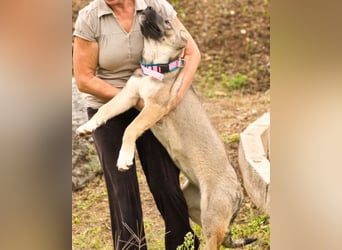 LOTTIE❤️HSH-Mix-Hündin: eine wahre Frohnatur und treue Begleiterin
