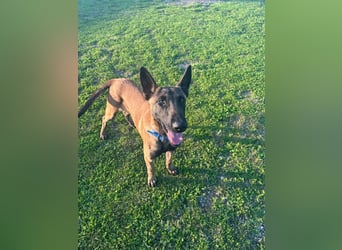 Salva, perfekter Malinois der einfach nur gefallen will