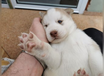 Husky Welpen 3 Rüden suchen ein Zuhause ab Mai