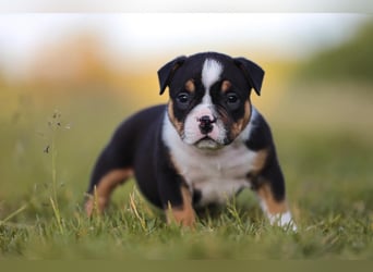 Unglaublich schöne American Bully Welpen!
