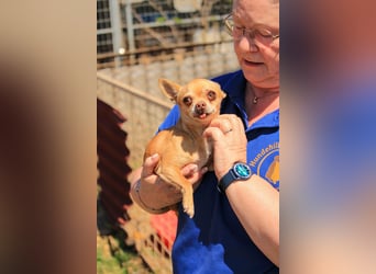 Parfis PP – Sanfte Chihuahua-Dame sucht liebevolles Zuhause