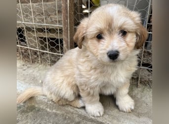 Sammy, geb. ca. 03/2025, lebt in GRIECHENLAND, auf einer privaten Pflegestelle