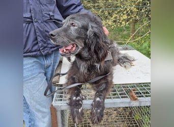 Blue - ruhiger, freundlicher Traumsetter