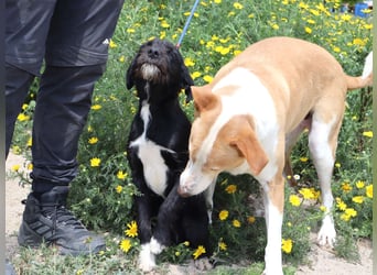 Kalle, Mix Podengo / Labrador, lieb und verträglich