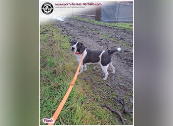 Bildhübscher, liebenswerter FLASH auf der Suche nach einem Körbchen für immer!