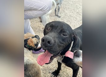 Leo, sucht seine Familie