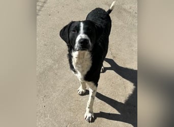 Rüdenbub ♥Vince♥ unser kleiner Prinz ♥