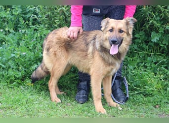 Bea, Mix Collie / Schäferhund, lieb und verträglich