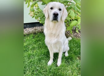 Golden Retriever Welpen vom Züchter – liebevoll & familiär aufgezogen