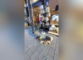 Wolfi - kleine coole Socke
