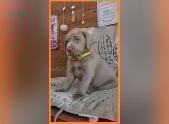 Labrador Aussiedor Welpen aus liebevoller Zucht