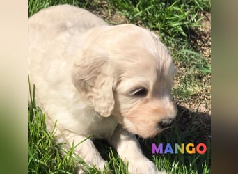 Goldendoodle & Labradoodle Labrador+Golden+Retriever+Pudel Welpen