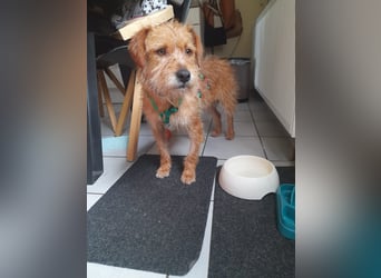 lieber Junghund Sammy sucht eine Familie