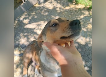 VANISHA sucht ein Zuhause